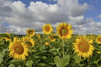 Sunflowers (Helianthus annuus) in bloom, sunflower field, blue cloudy sky, North Rhine-Westphalia,