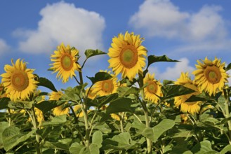 Sunflowers (Helianthus annuus) in bloom, sunflower field, blue cloudy sky, North Rhine-Westphalia,