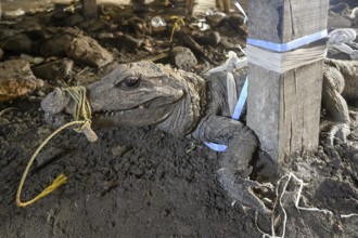 Bushmeat at a market, crocodile, poaching, Ouésso, Sangha department, Republic of the Congo