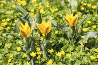 3 flowering tulips between lesser celandine (Ficaria verna) in bloom, Saxony, Germany, Europe