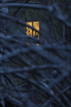 Illuminated window behind snow-covered branches, residential building, Germany, Europe