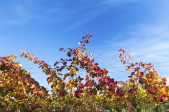 Autumn foliage colouring of the grapevine (Vitis vinifera), Goldkuppe vineyard, Diesbar-Seußlitz,