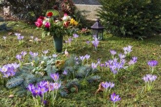 Crocuses (crocus) blooming on a grave, Trinitatisfriedhof Riesa, Saxony, Germany, Europe