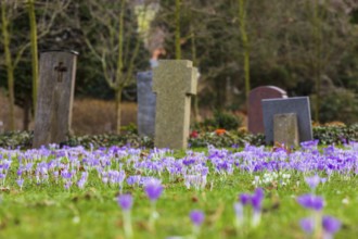 Crocuses (crocus) bloom between the graves of the Trinitatisfriedhof cemetery in Riesa, Saxony,