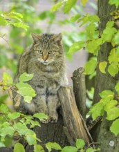 European wildcat or forest cat (Felis silvestris) in the wildcat enclosure at the Thayatal National