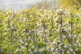 Orchards in bloom near Wittgensdorf in the Eastern Ore Mountains, Wittgensdorf, Saxony, Germany,