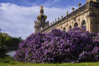 The lilacs bloom magnificently at the Zwinger moat, Dresden, Saxony, Germany, Europe