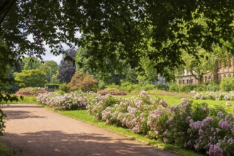 The rose garden is a landscaped garden on the banks of the Neustadt Elbe in Dresden. The rose