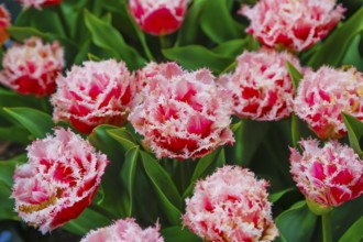 Gönninger tulip blossom, tulips (Tulipa), flowers, filled, jagged, white, red, two-coloured