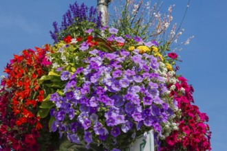 Historic old town, flower decoration, petunias (Petunia), university town, Tübingen,