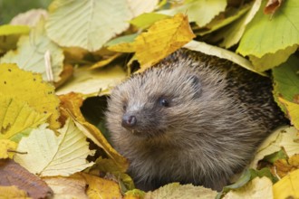 European hedgehog (Erinaceus europaeus) adult animal amongst fallen autumn leaves, England, United