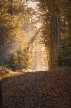 Autumnal forest path with golden leaves and soft light through the trees, Gechingen, Black Forest,