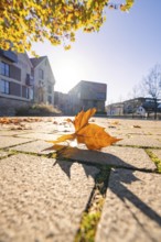 Single autumn leaf on paving stones in sunny surroundings, Nagold, Black Forest, Germany, Europe