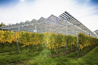 Solar plant in the vineyard, solar cells, solar modules, solar power plant, photovoltaic plant,