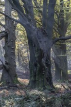 Beech forest (Fagus sylvatica) in autumn foliage, Emsland, Lower Saxony, Germany, Europe