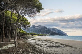 Lonely sandy beach and pine forest, Spiaggia di Isula Manna, sunset, Santa Maria Navarrese, Gulf of