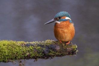 Common kingfisher (Alcedo atthis) on its perch, Tyrol, Austria, Europe