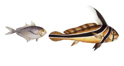 Fish, fish, left: Group of perch relatives, Scomber Kleinii, the small mackerel, Klein's Mackrel.