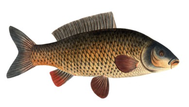 Fish, Fish, Genus of carp fish, Cyprinus carpio, Carp, Common carp, Historical, digitally restored