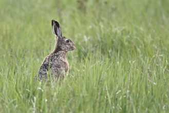 European hare (Lepus europaeus), standing in tall grass, Neusiedleree National Park, Seewinkel,