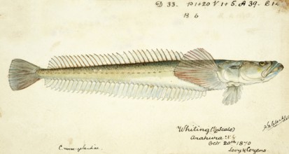 Crapatulus novaezealandiae, Sand stargazer, fish, reproduction of an original, by Frank Edward