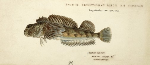 Blennodon dorsale, giant triplefin, fish, reproduction of an original, by Frank Edward Clarke (b.