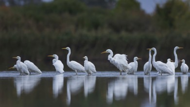 Great White Egret (Ardea alba) Foraging, migratory bird, fishing, hunting, winter visitor, passage