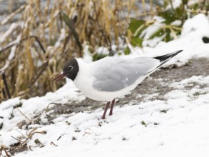 Black-headed Gull (Larus ridibundus), adult bird amongst falling snow, island of Texel, Holland of