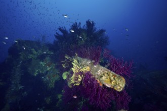 Underwater image of a wreck, overgrown with colourful corals, Violescent sea-whip (Paramuricea