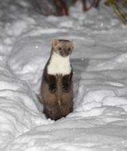 Beech marten (Martes foina), in winter at night-time in a garden in thick snow, standing on its