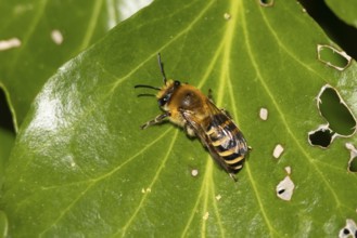 Ivy bee (Colletes hederae) adult insect on an ivy plant leaf in the summer, England, United