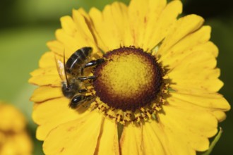 Honey bee (Apis mellifera) adult insect feeding on a garden Helinium yellow flower in the summer,