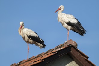 White storks (Ciconia ciconia), two storks, stork couple, standing on the roof of a house, blue