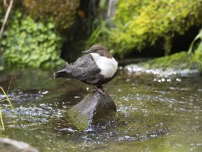 Common Dipper (Cinclus cinclus), adult bird perched on a stone in a hill stream, looking over its