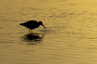 Black tailed godwit (Limosa limosa) silhouette of an adult bird feeding in a shallow lagoon at