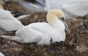 Northern gannet (Morus bassanus) breeds on Heligoland, Schleswig-Holstein, Germany, Europe