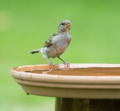 House sparrow (Passer domesticus) standing on a bird bath, Lower Saxony, Germany, Europe