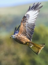 Red Kite, Milvus milvus, bird in flight