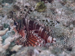 A striped fish, zebra lionfish (Dendrochirus zebra), camouflages itself in the coral reef, dive