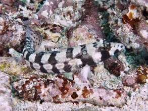 An eye-striped sand perch (Parapercis tetracantha) with black and white pattern on coral bottom,