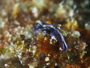 Iridescent bluish nudibranch, spotted thuridilla, sapsucker (Thuridilla vataae), on lively coral