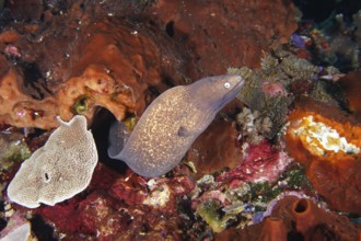 A moray eel, white-eyed moray eel (Gymnothorax thyrsoideus) winds its way through a lively