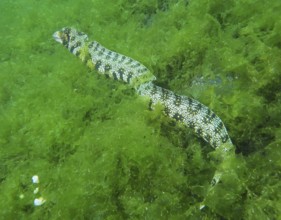 A moray eel, star-spotted moray eel (Echidna nebulosa), wriggling through dense green algae, dive