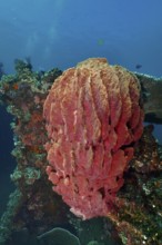 Barrel sponge, barrel sponge (Xestospongia testudinaria) underwater on a shipwreck in the ocean,