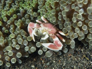 A red-spotted spotted porcelain crab (Neopetrolisthes maculatus) in a green sea anemone in an