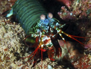 Close-up of a mantis shrimp with striking eyes and bright colours, clown mantis shrimp