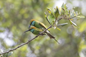 Two Bronze-crowned Emerald Bee-eaters (Merops orientalis) mating in Yala Natioal Park, Southern