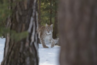 One young male Eurasian lynx, (Lynx lynx), walking over a snow covered forest ground in early