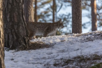 One young male Eurasian lynx, (Lynx lynx), walking over a snow covered forest ground in early