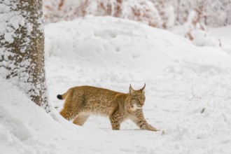 One young male Eurasian lynx, (Lynx lynx), walking through deep snow covered undergrowth in a